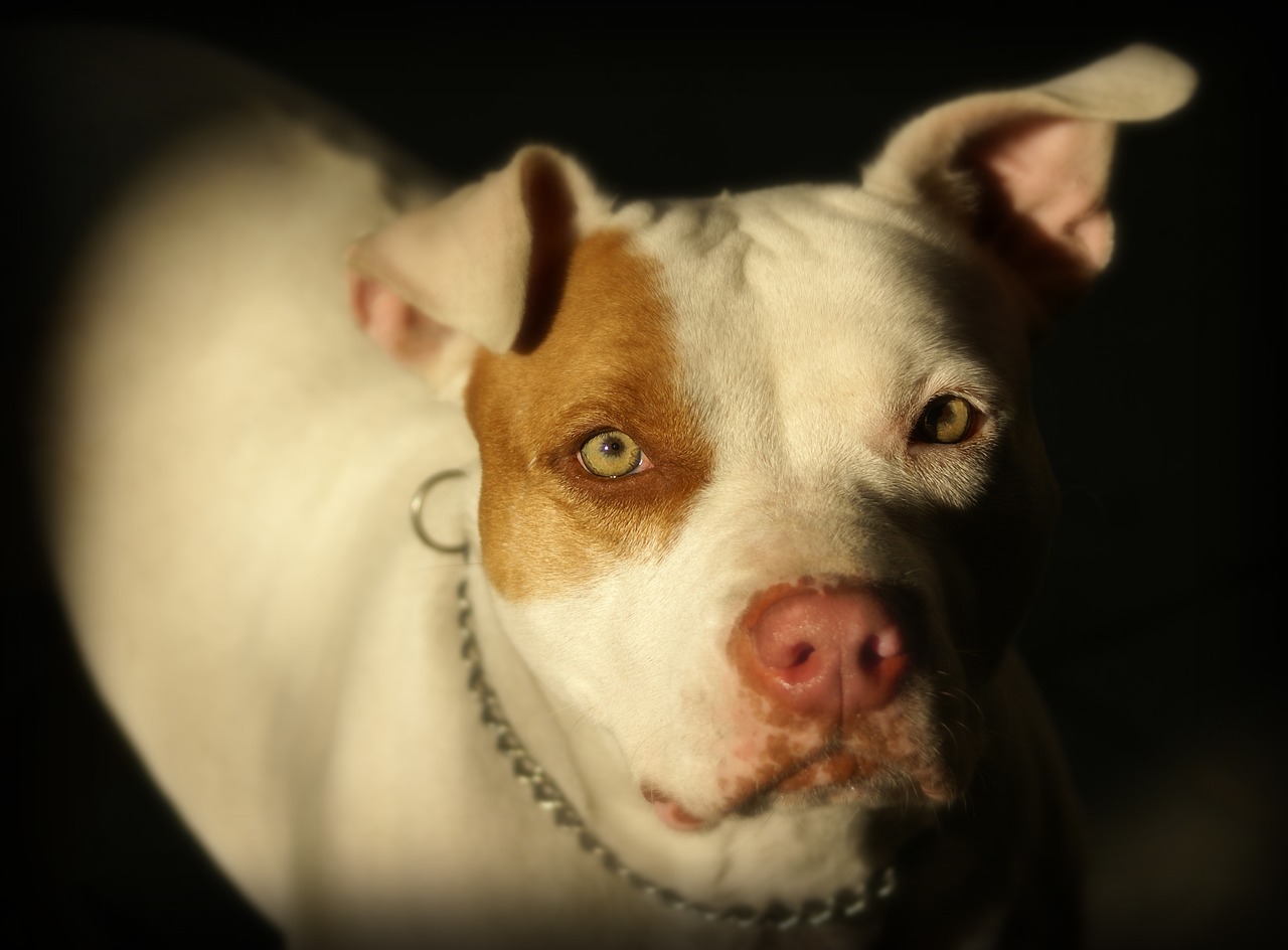 pitbull dog domestic animals free photo