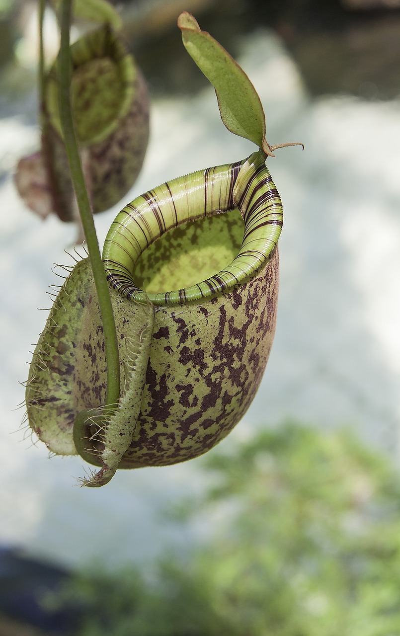 pitcher plant carnivorous free photo