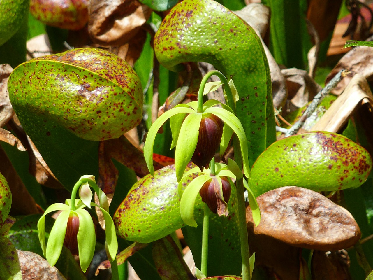 pitcher plant carnivorous plant free photo