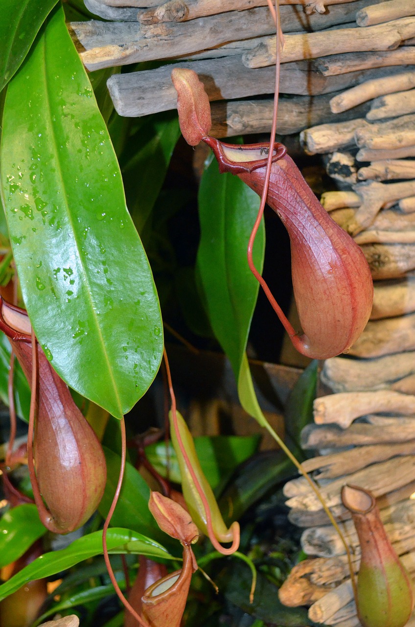 pitcher plant wood carnivores free photo