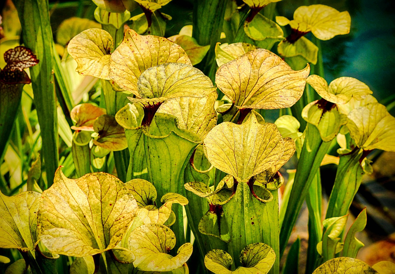 pitcher plant carnivorous sarracenia free photo