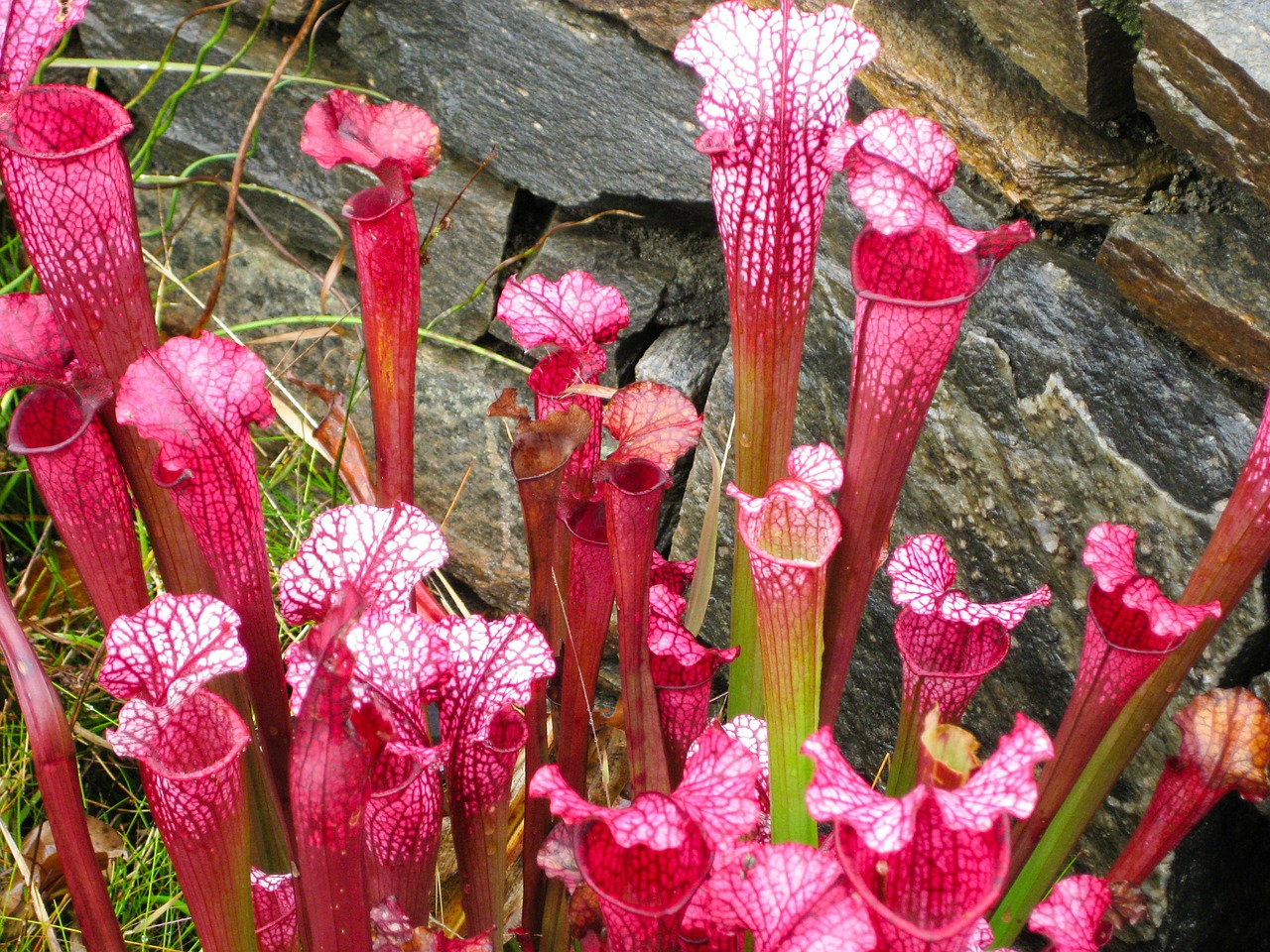 pitcher plant wildflower carnivorous plant free photo