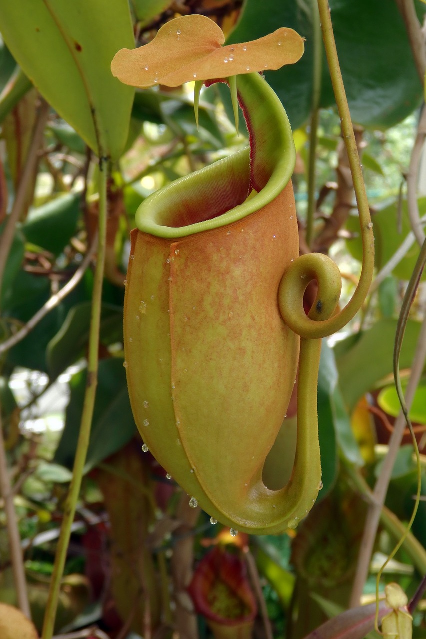 pitcher plant  nepenthes bicalcarata  carnivore free photo