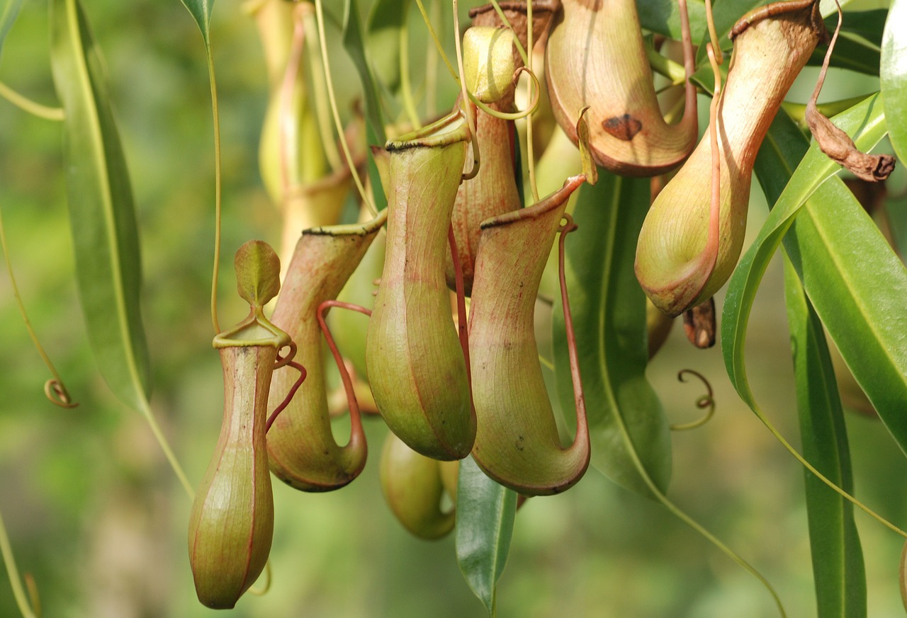 pitcher plant nepenthaceae carnivorous plant free photo
