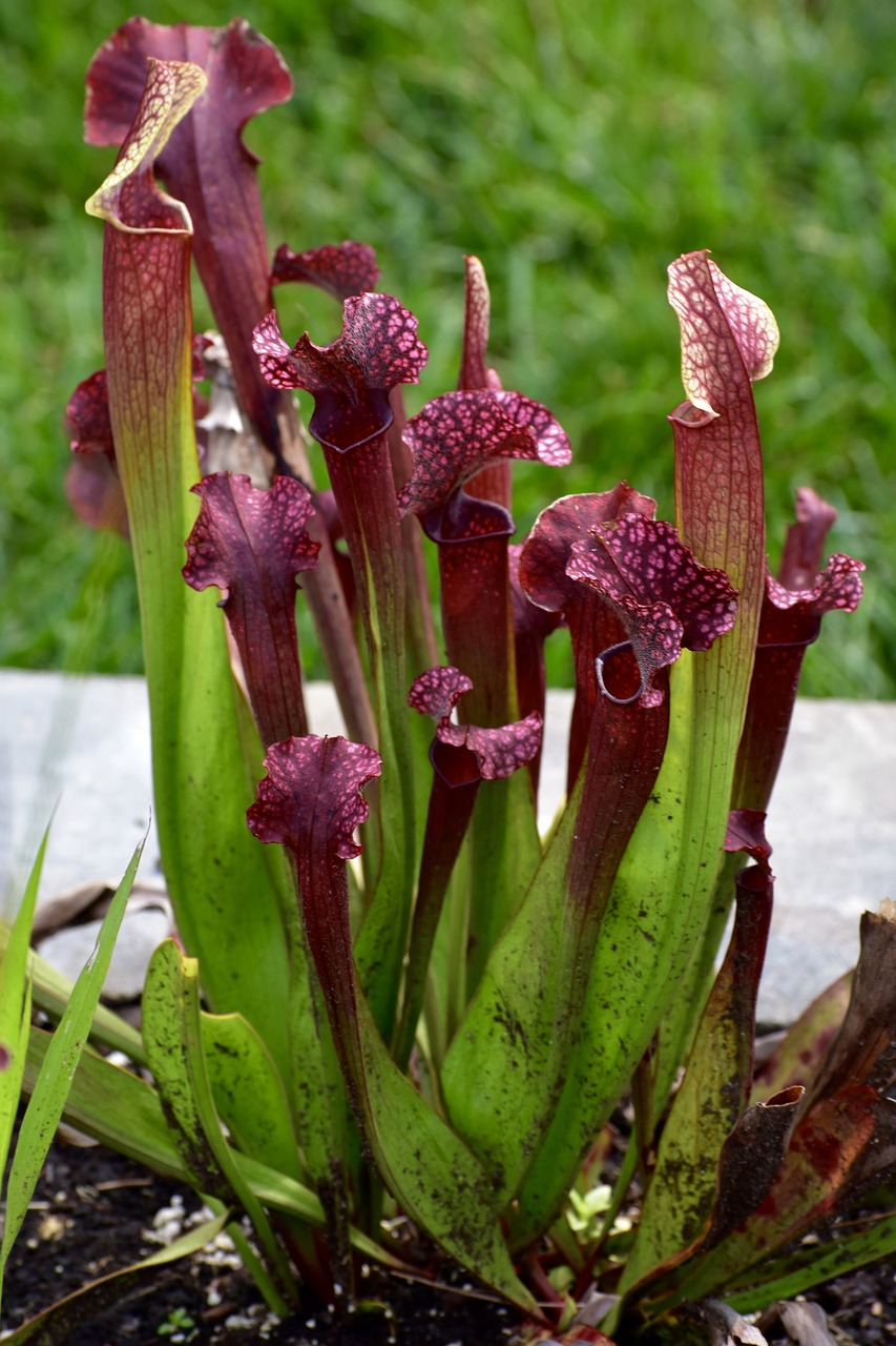 pitcher plant  flower  nature free photo