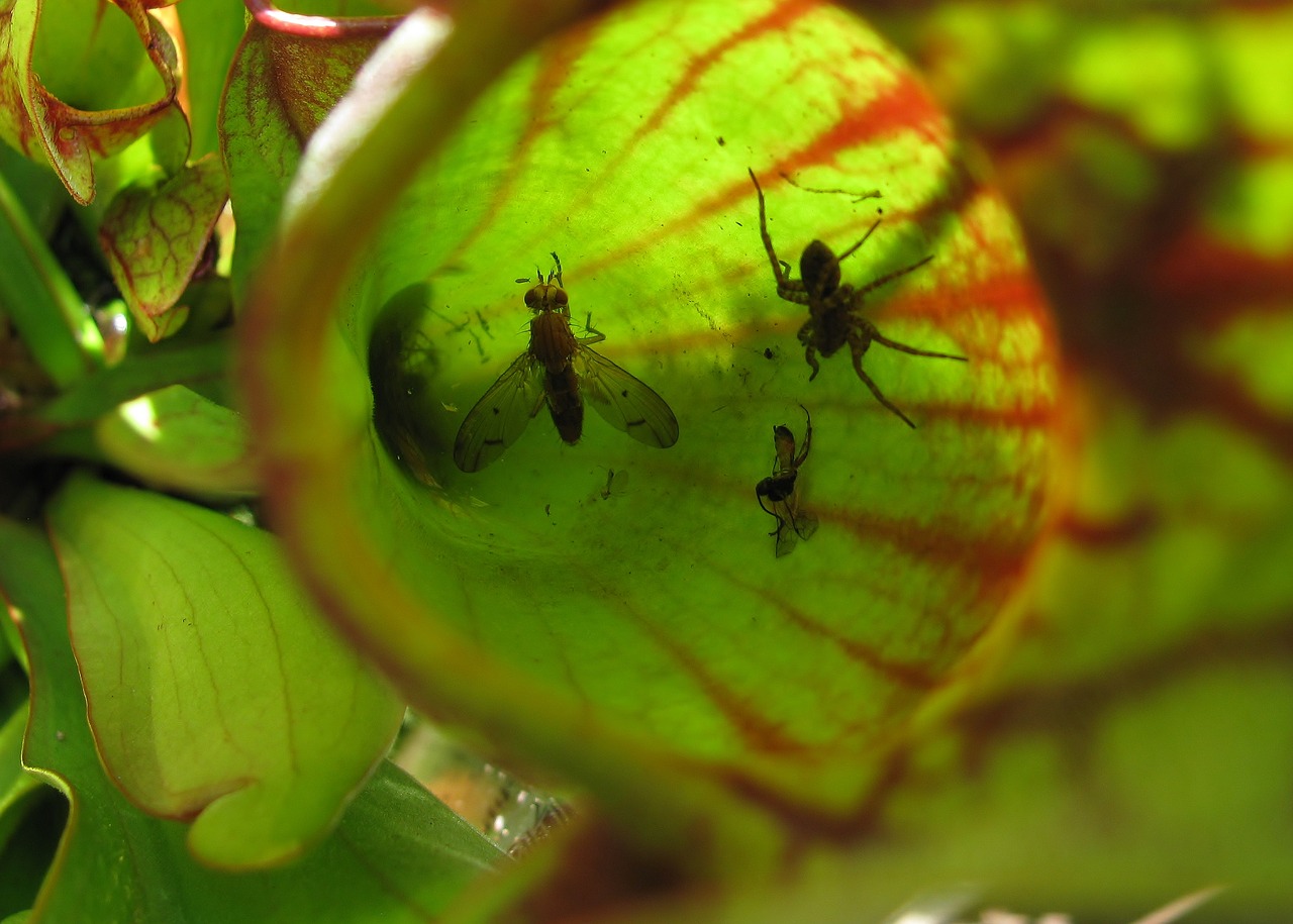 pitcher plant  insect  food free photo