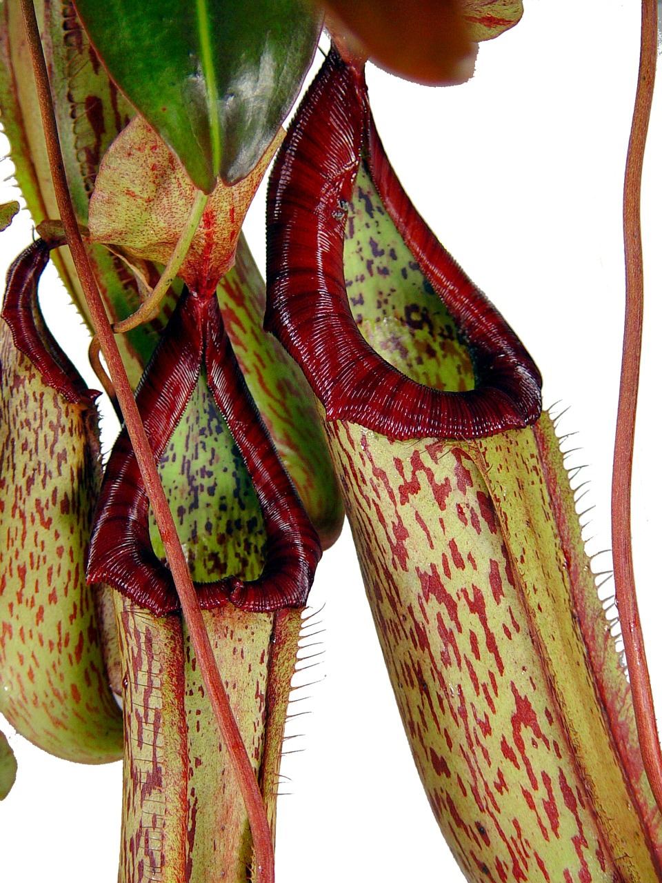 pitcher plant carnivore tropics free photo