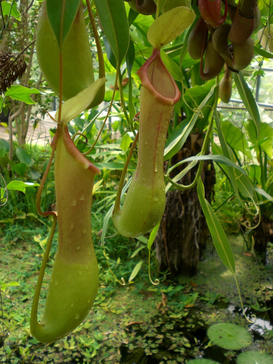 pitcher plant jungle nature free photo