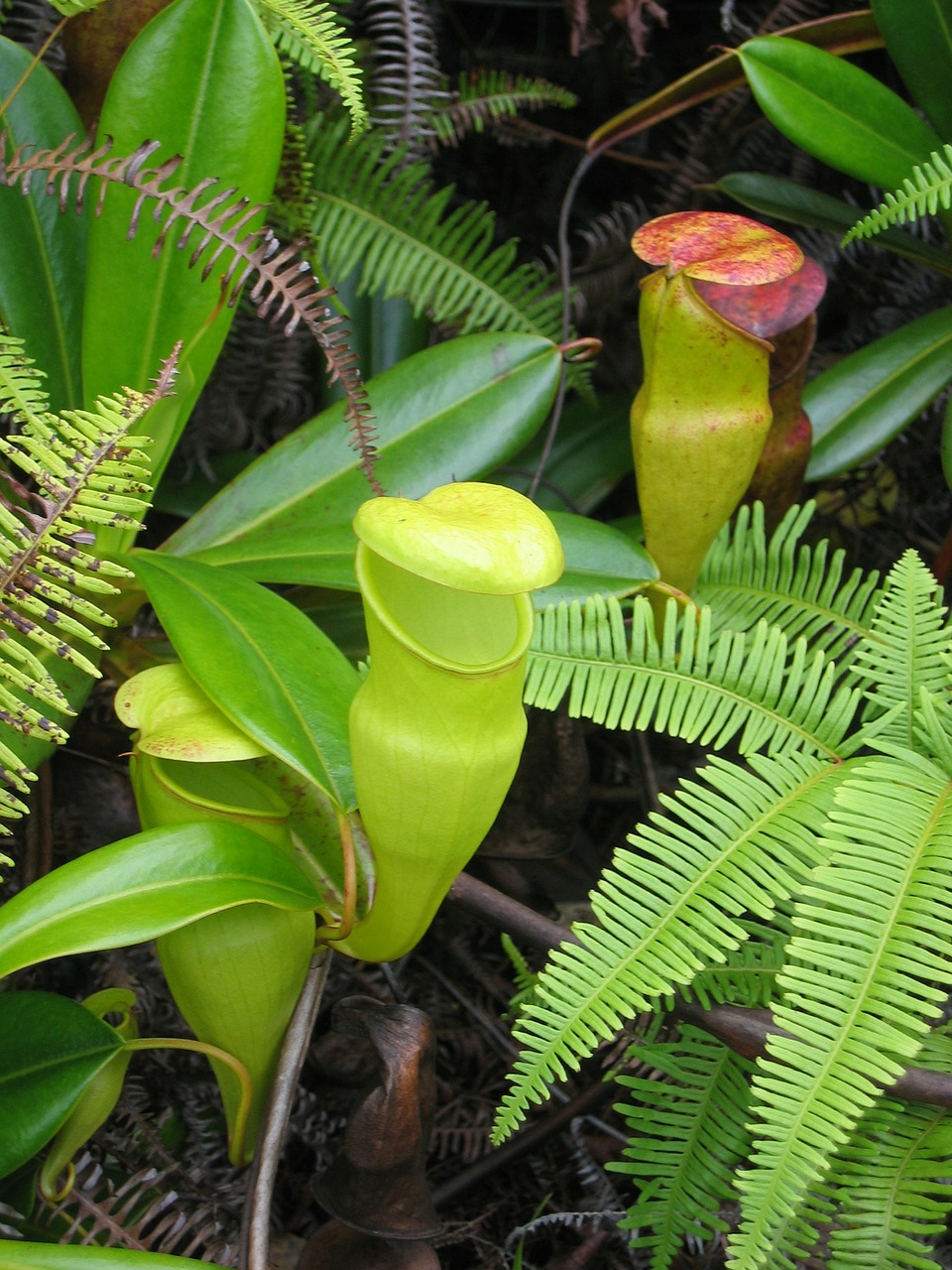 pitcher plant carnivorous carnivore free photo