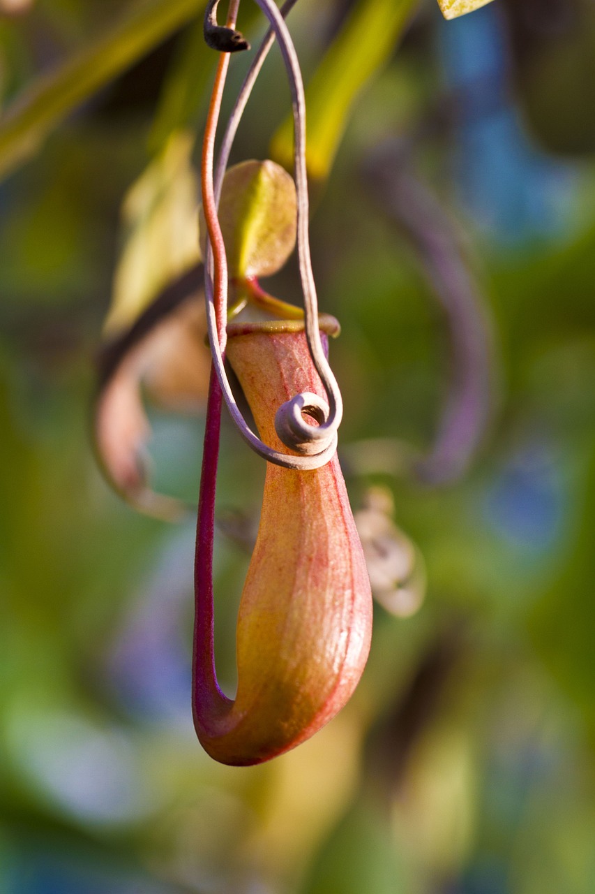 pitcher plant pot open free photo