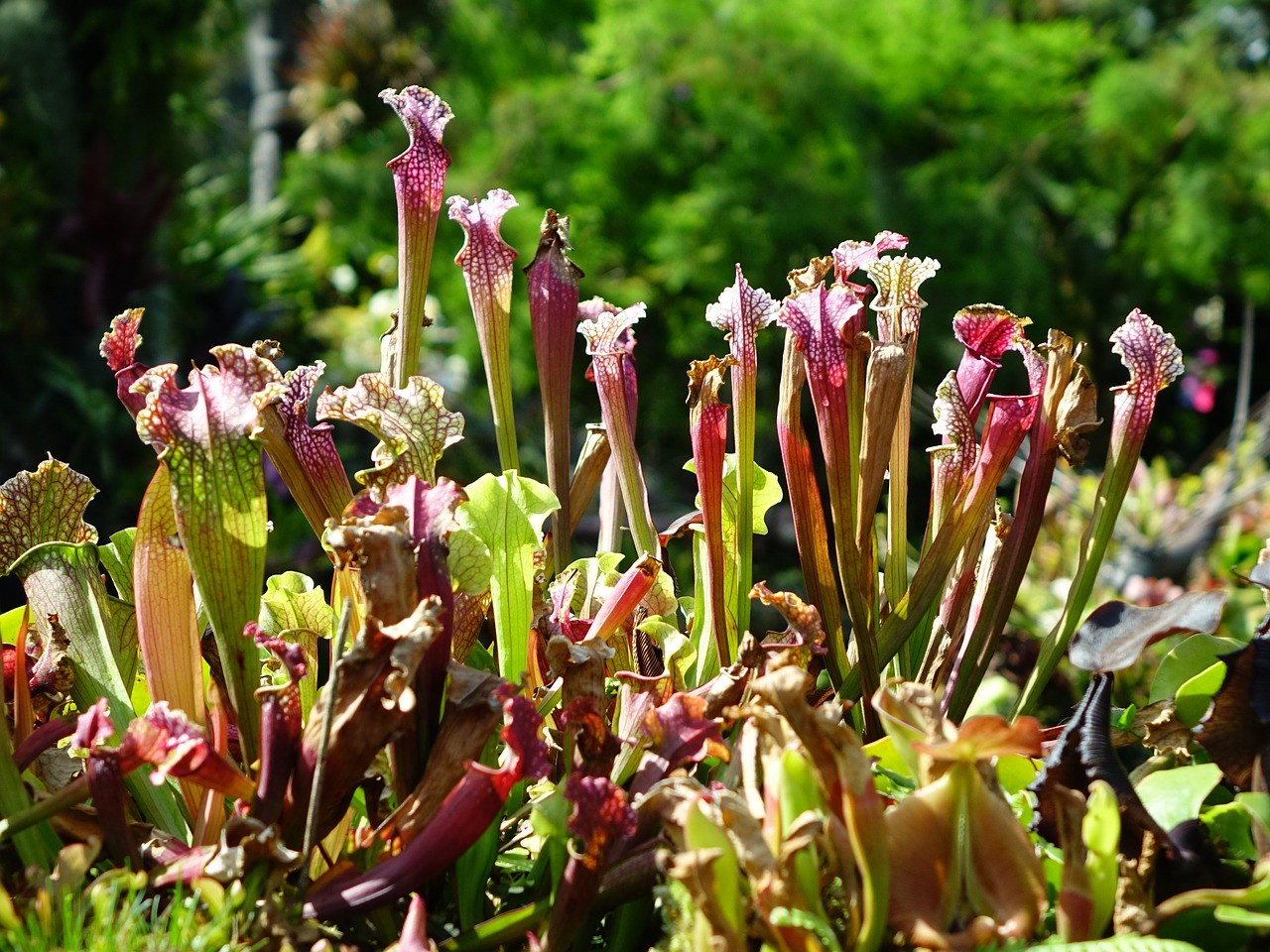 pitcher plant pitfall traps carnivorous free photo