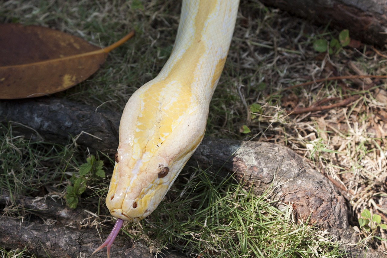 piton albino wild wild life free photo