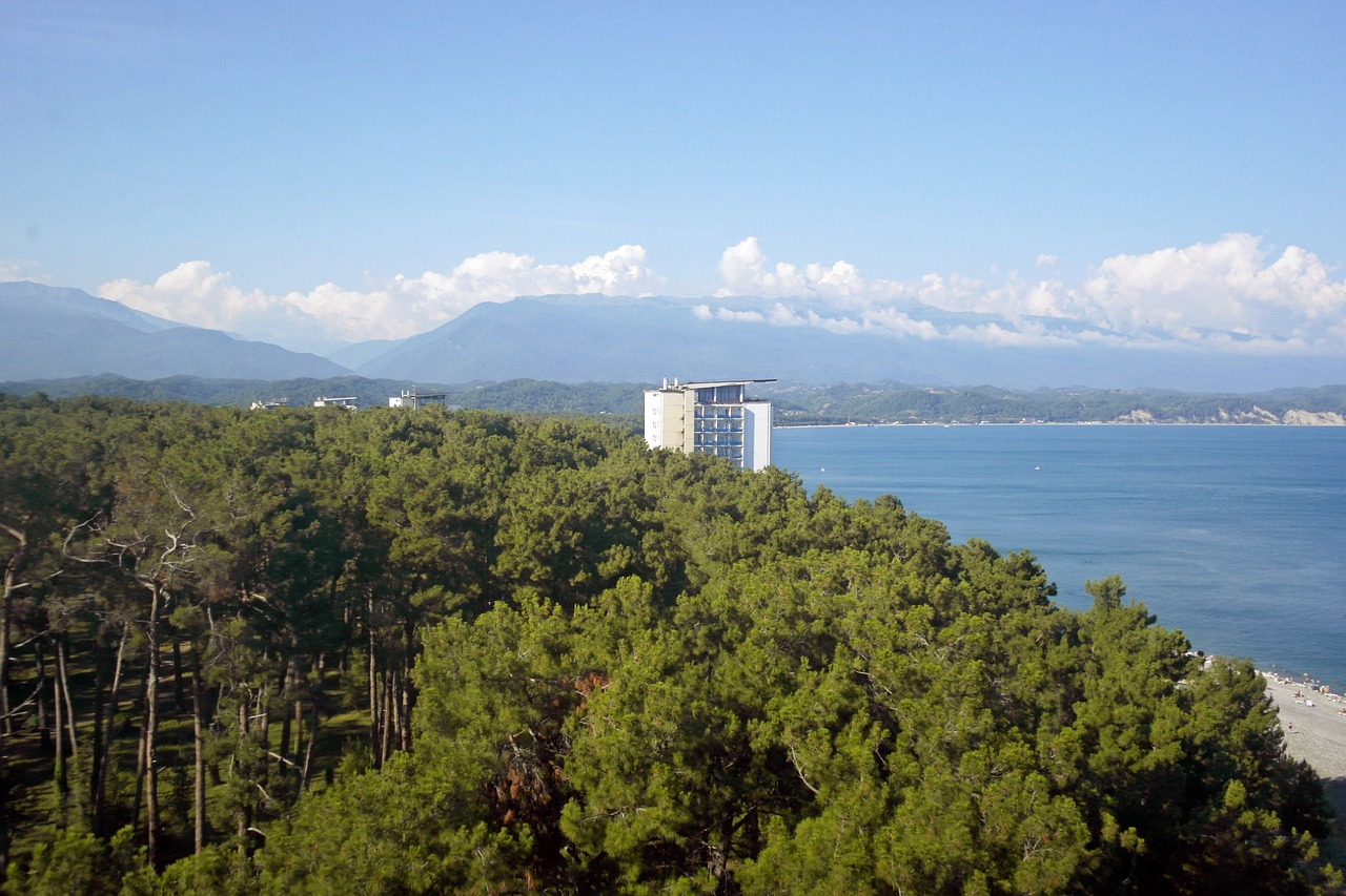 pitsunda  abkhazia  pine free photo