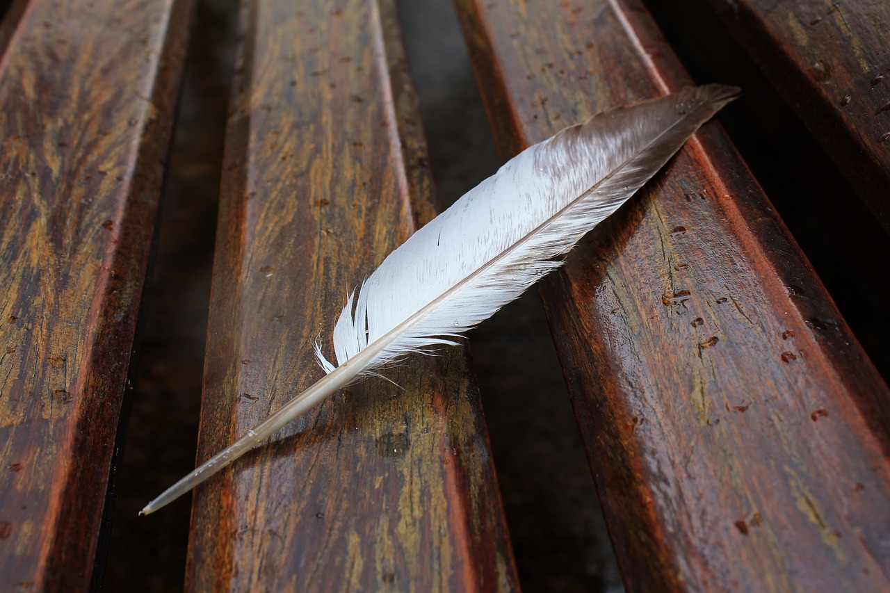 pity pigeon feather feather free photo