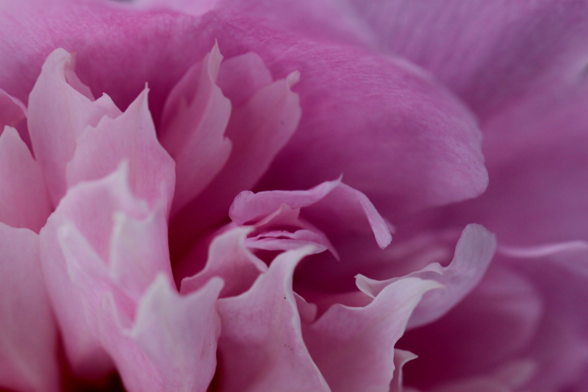 peony rose pink free photo