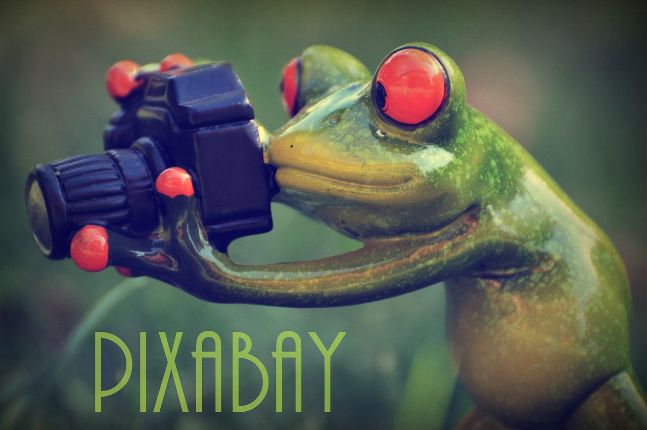 pixabay photographer frog free photo