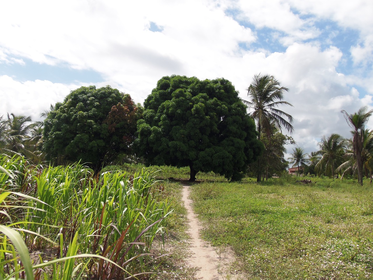 place rio tinto atlantic forest free photo