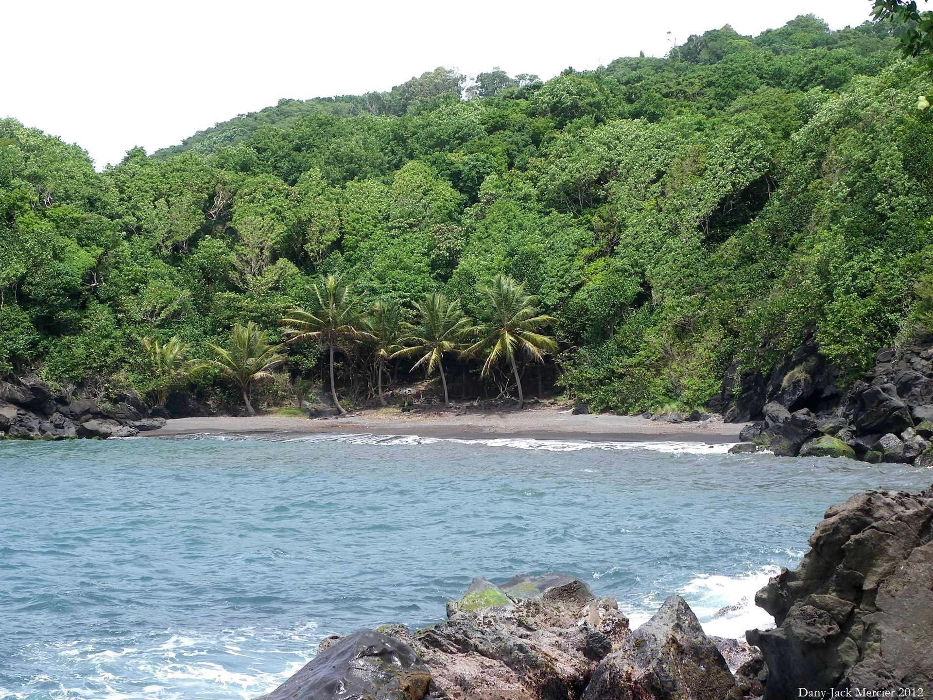 sea coconut trees beach free photo
