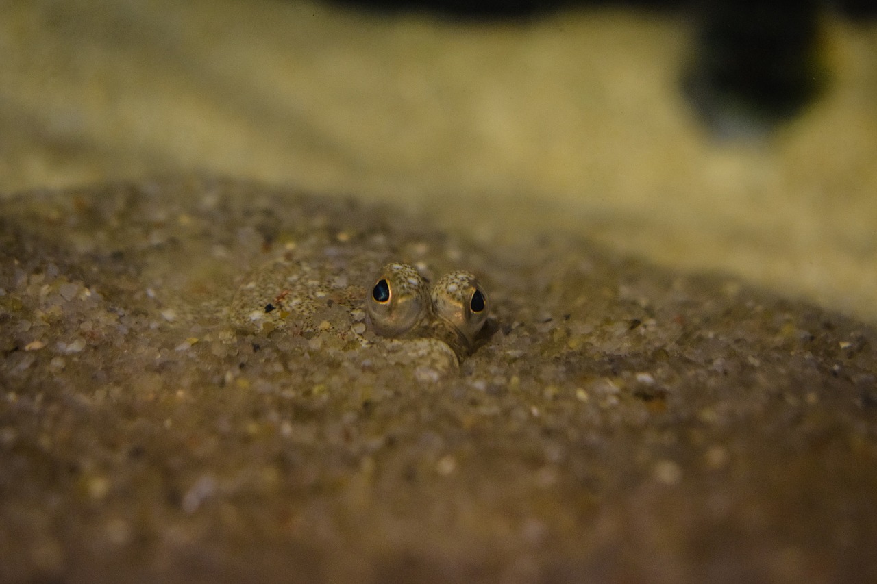 plaice in the sand fish close free photo