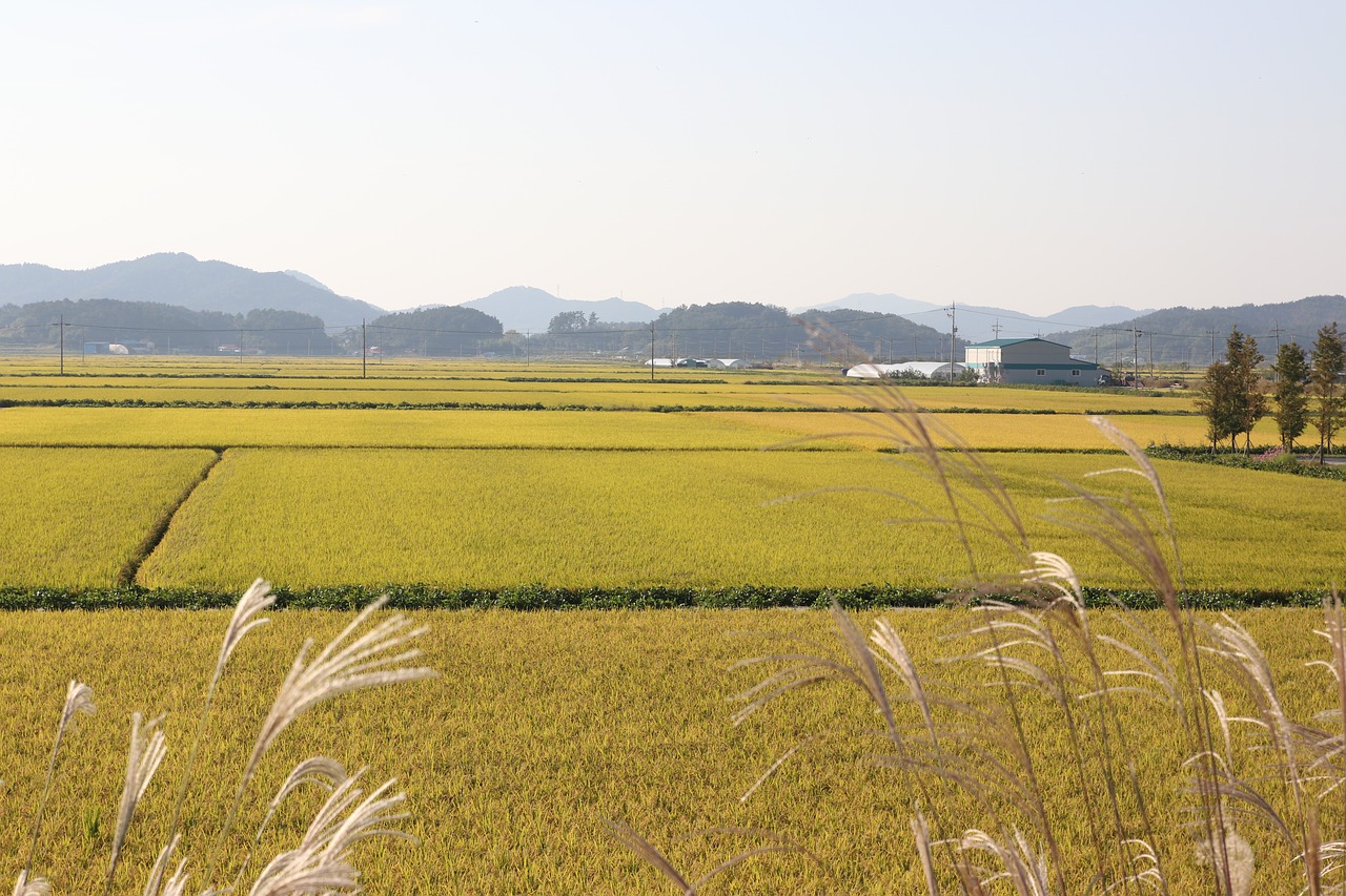 Рисовые поля на Дальнем востоке