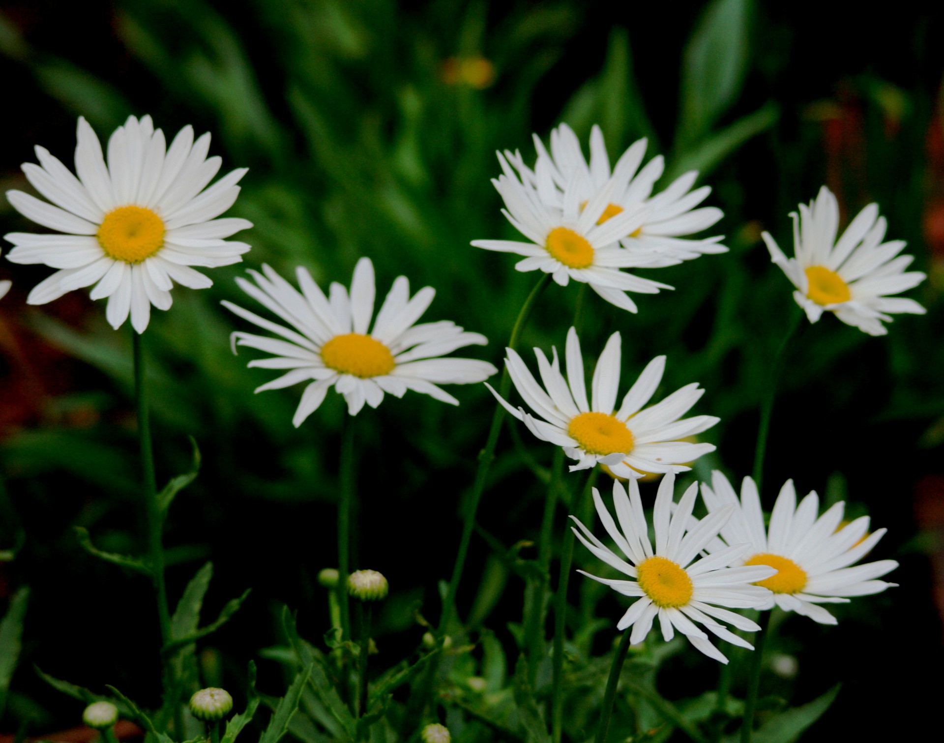 flowers daisies white free photo