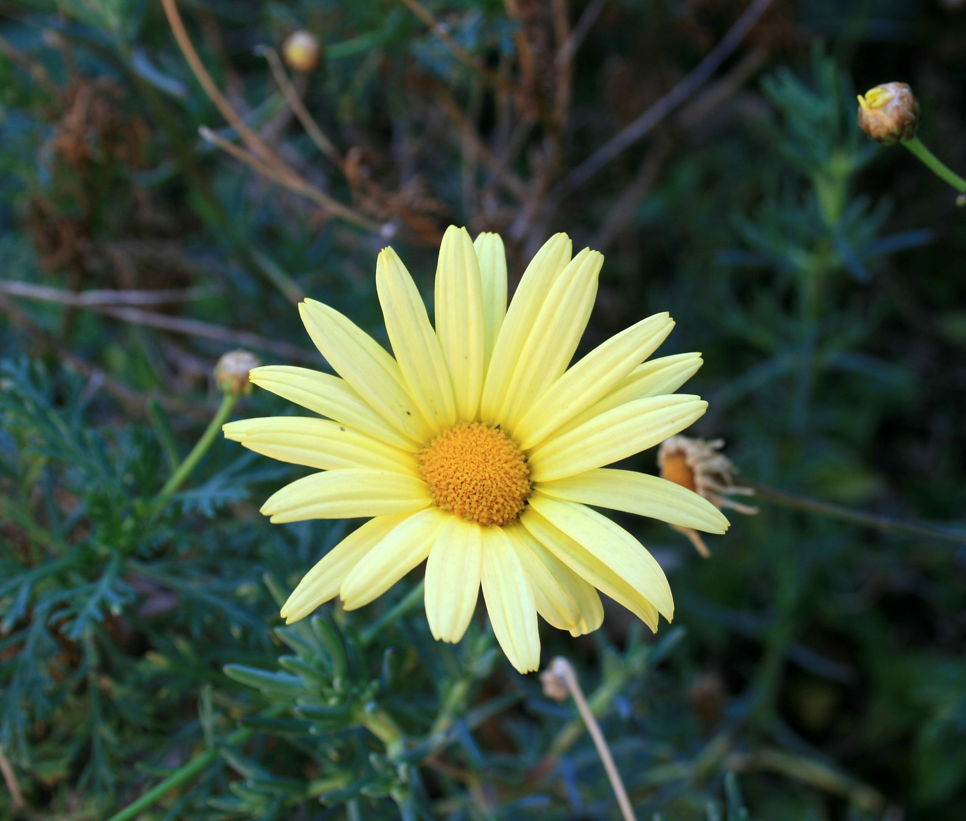 daisy,flower,yellow,centre,bright,plain yellow daisy,free pictures, free ph...