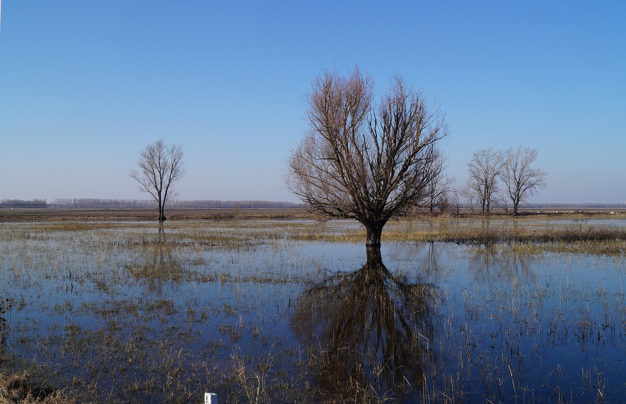 plains wood water free photo