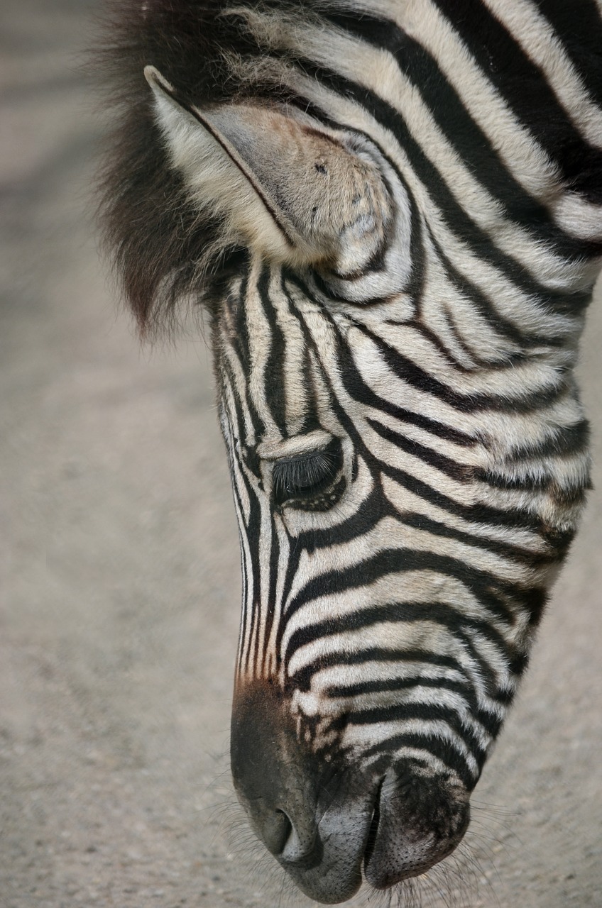 plains zebra head zebra free photo
