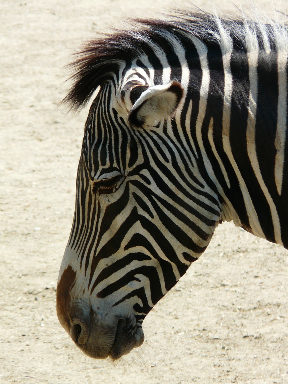 plains zebra zebra perissodactyla free photo