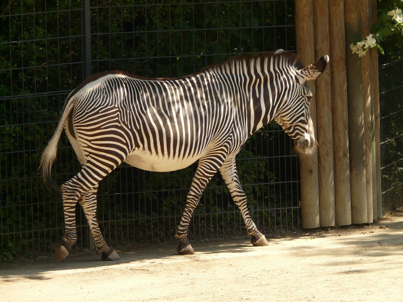 plains zebra zebra perissodactyla free photo