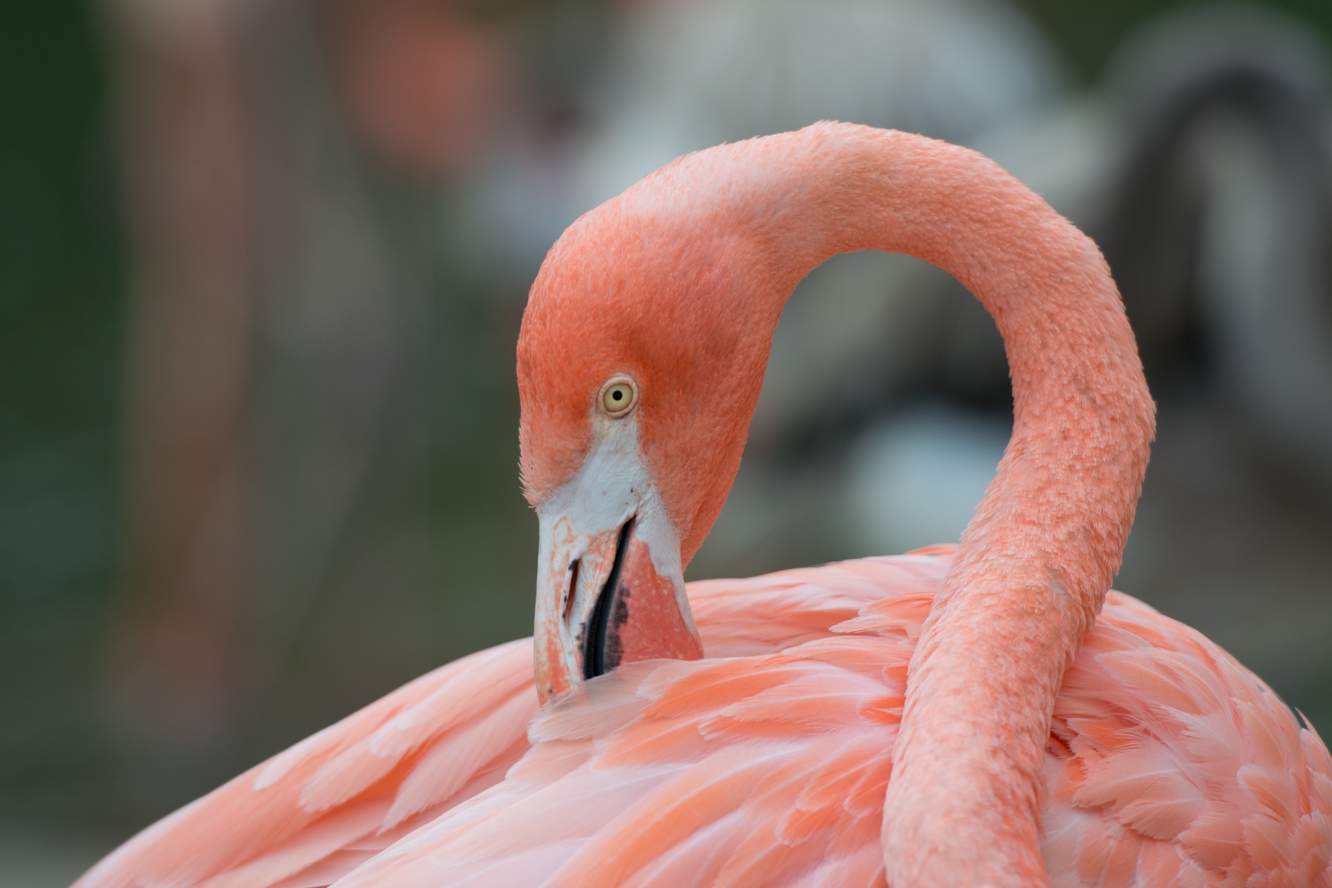 flamingo animal nature free photo