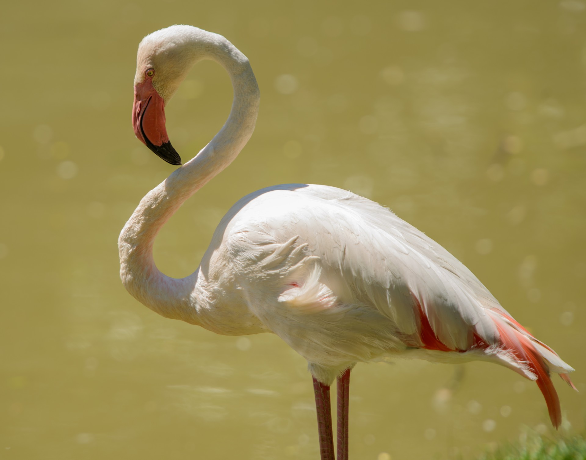 flamingo pink bird free photo