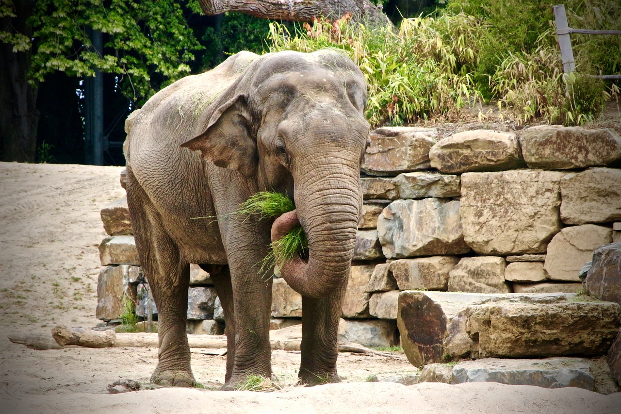 planckendael elephant zoo free photo