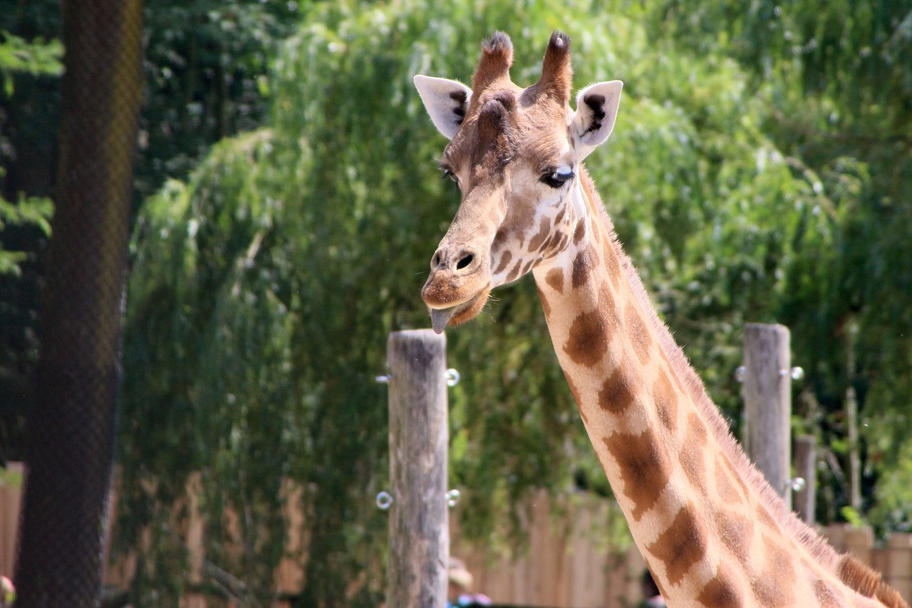 planckendael giraffe animal free photo
