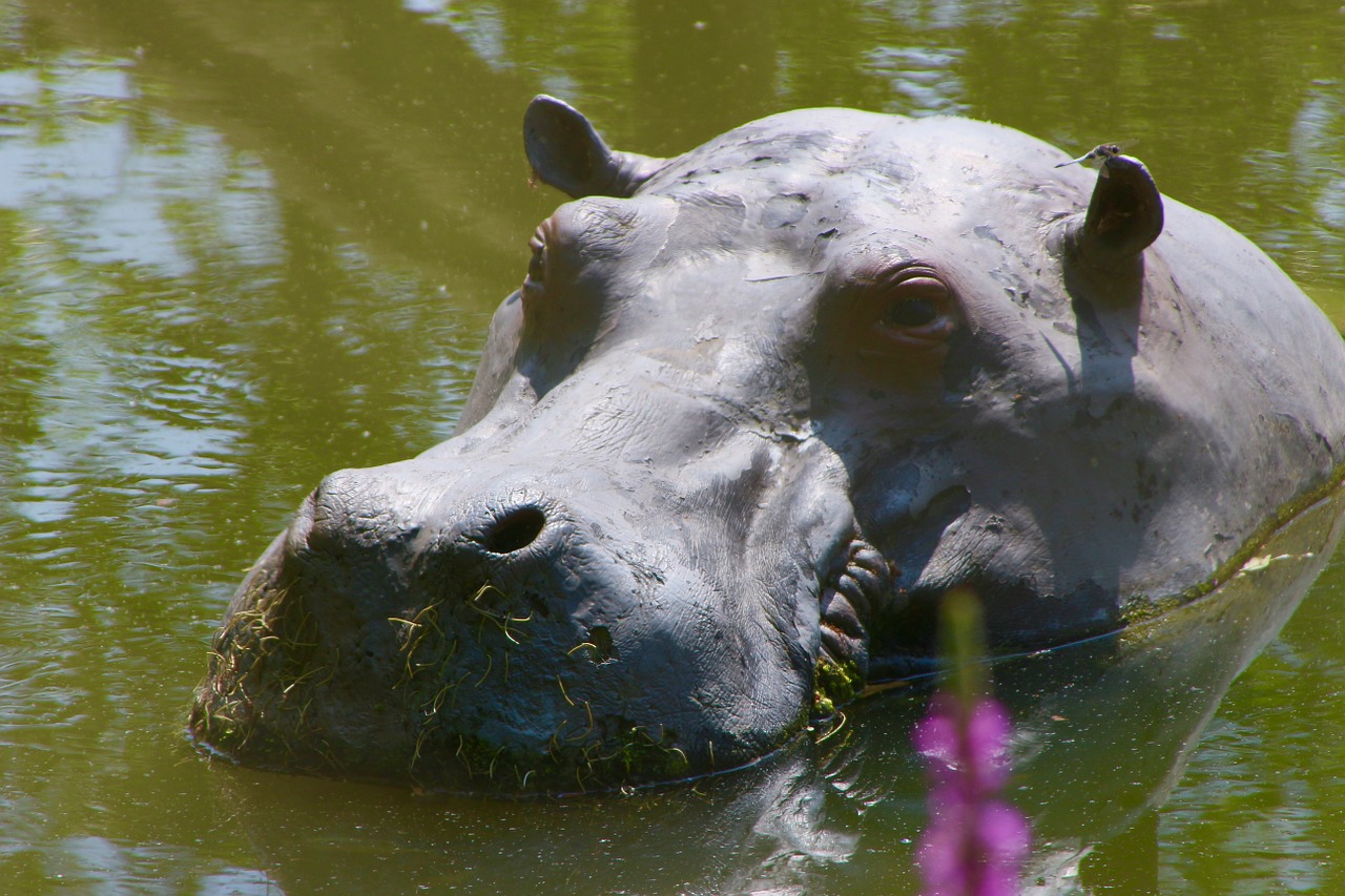 planckendael zoo hippopotamus free photo