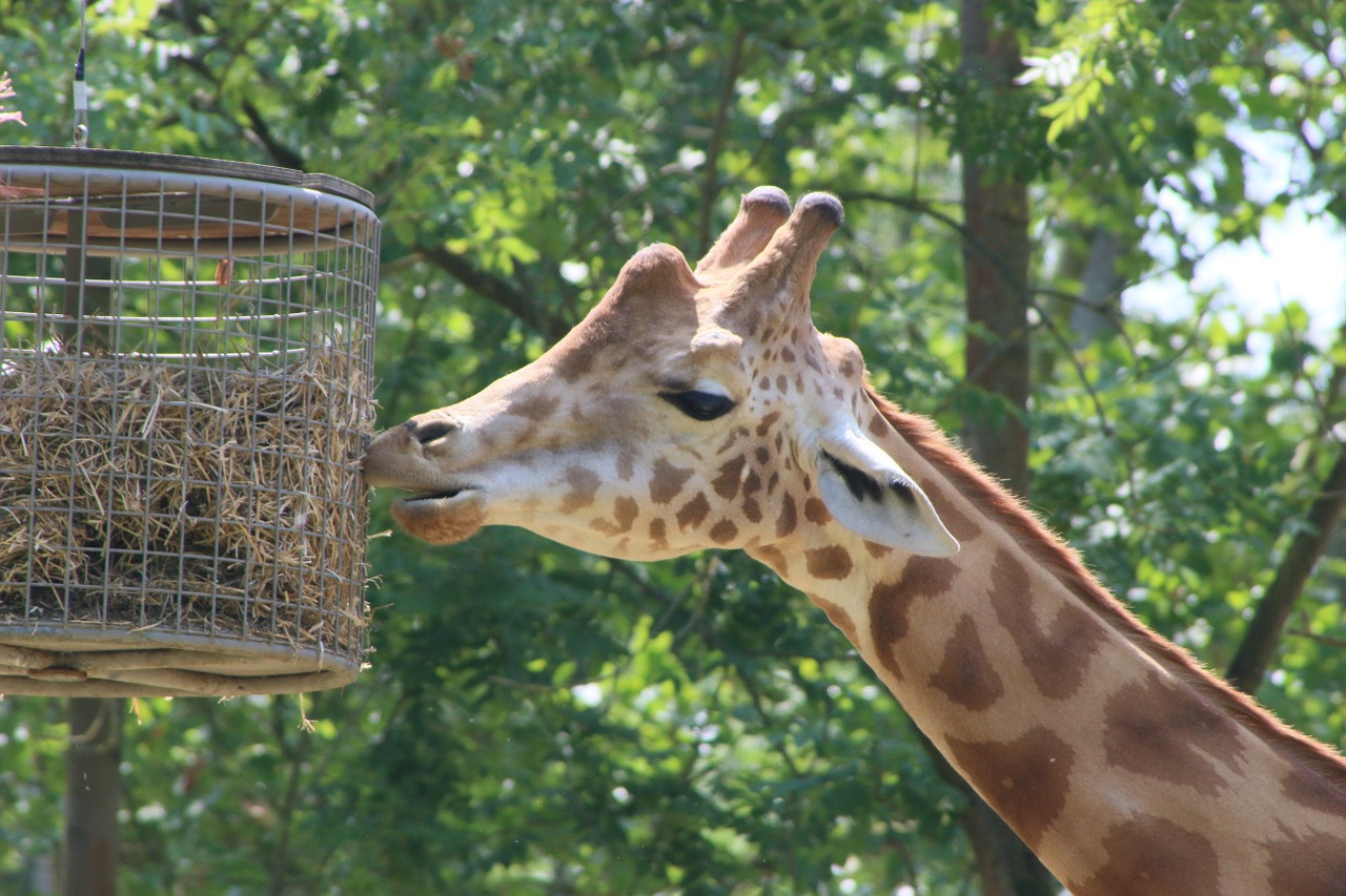 planckendael giraffe zoo free photo