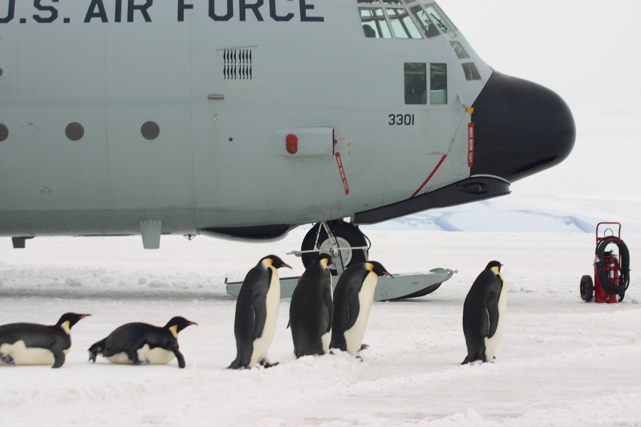 plane penguins boarding free photo
