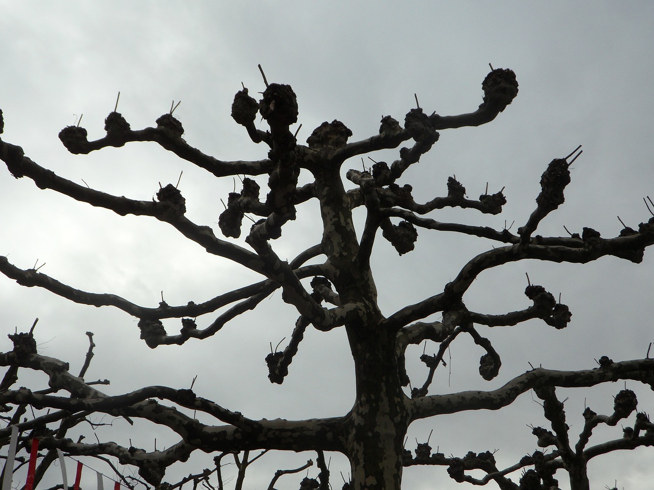 plane tree aesthetic free photo