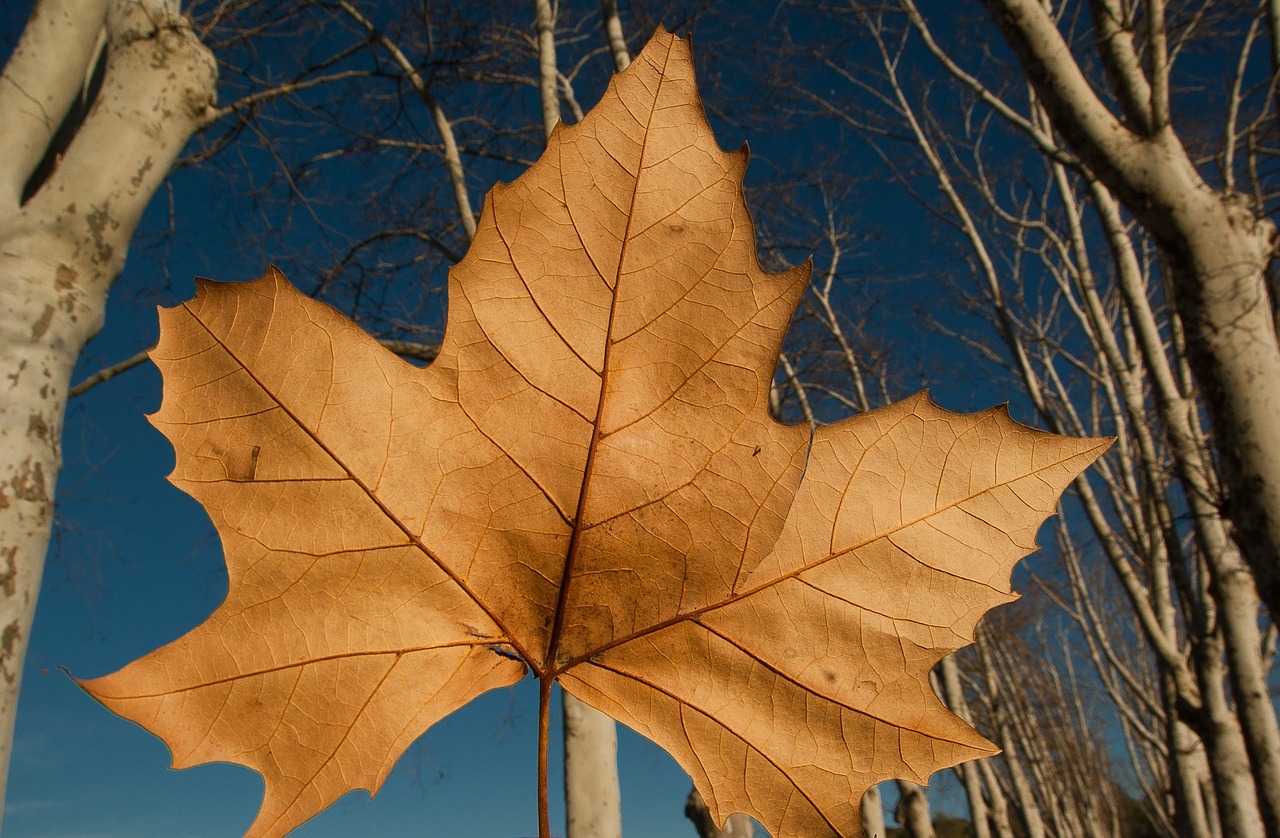 plane leaf fall free photo