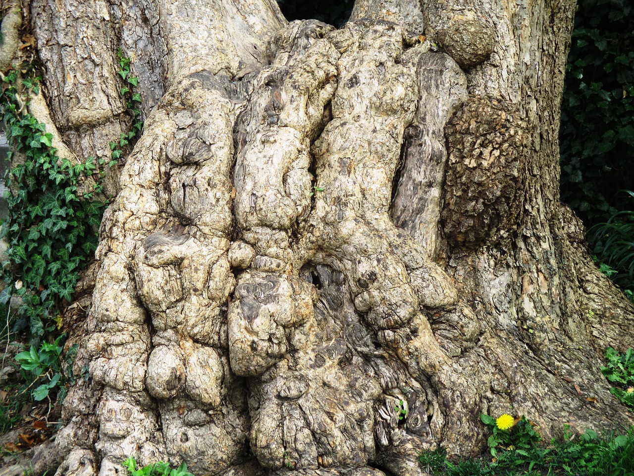 plane tree log free photo