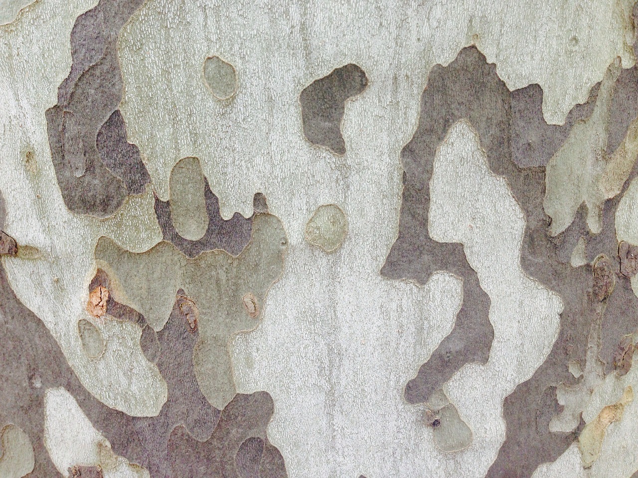 plane tree bark free photo