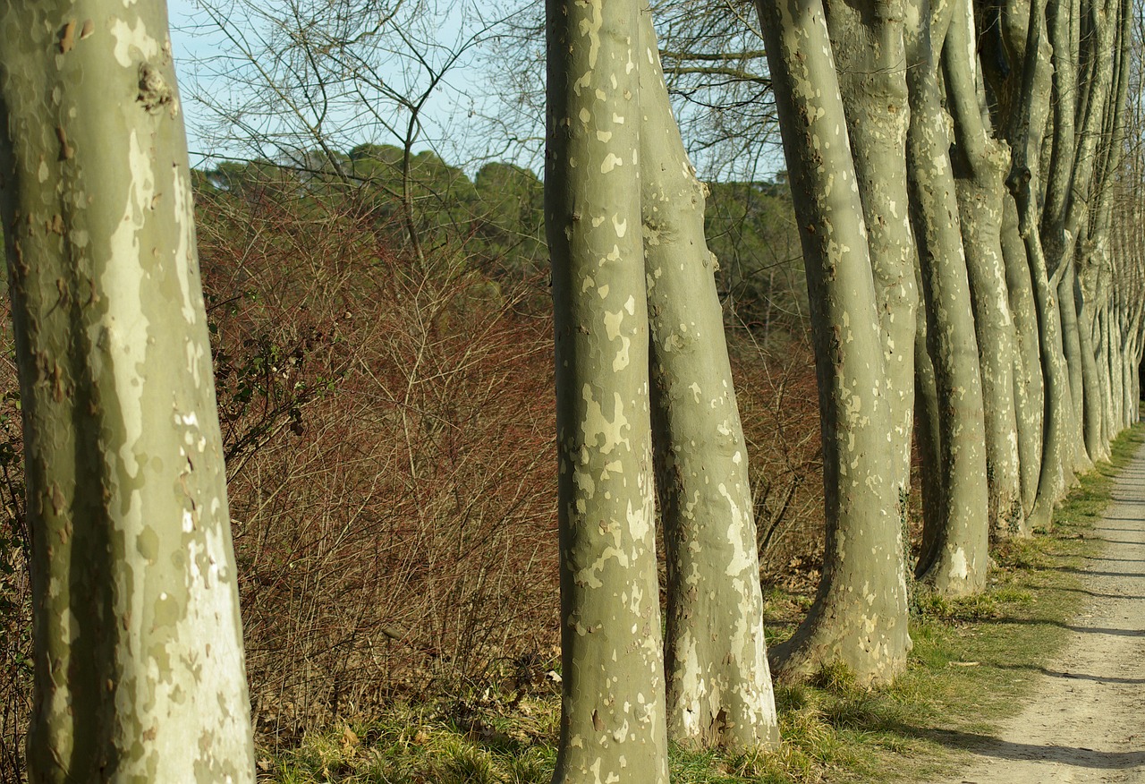 plane trees bark free photo