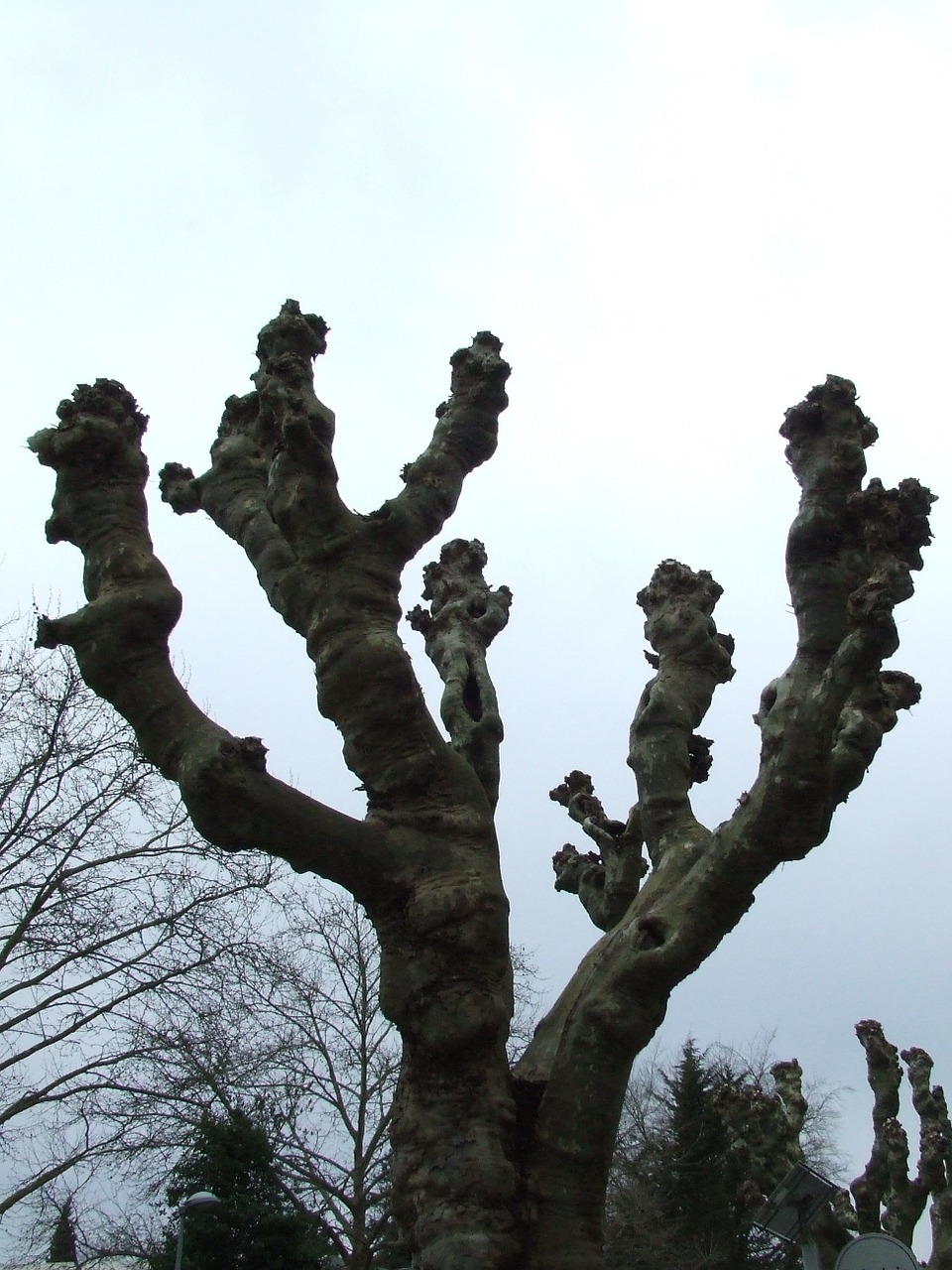 plane winter sycamore tree free photo