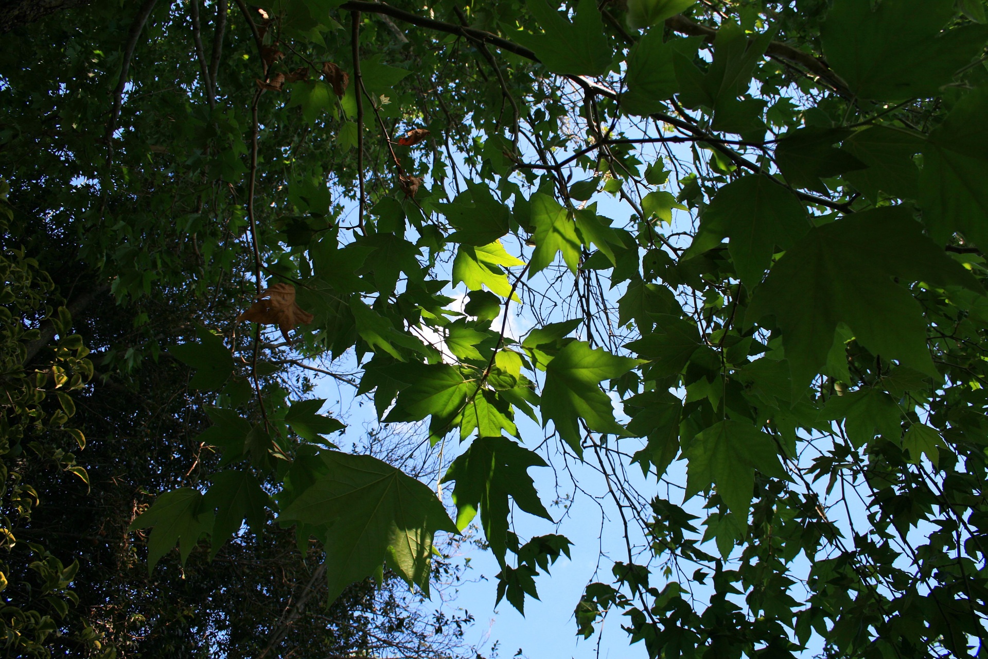 plane tree leaves green free photo