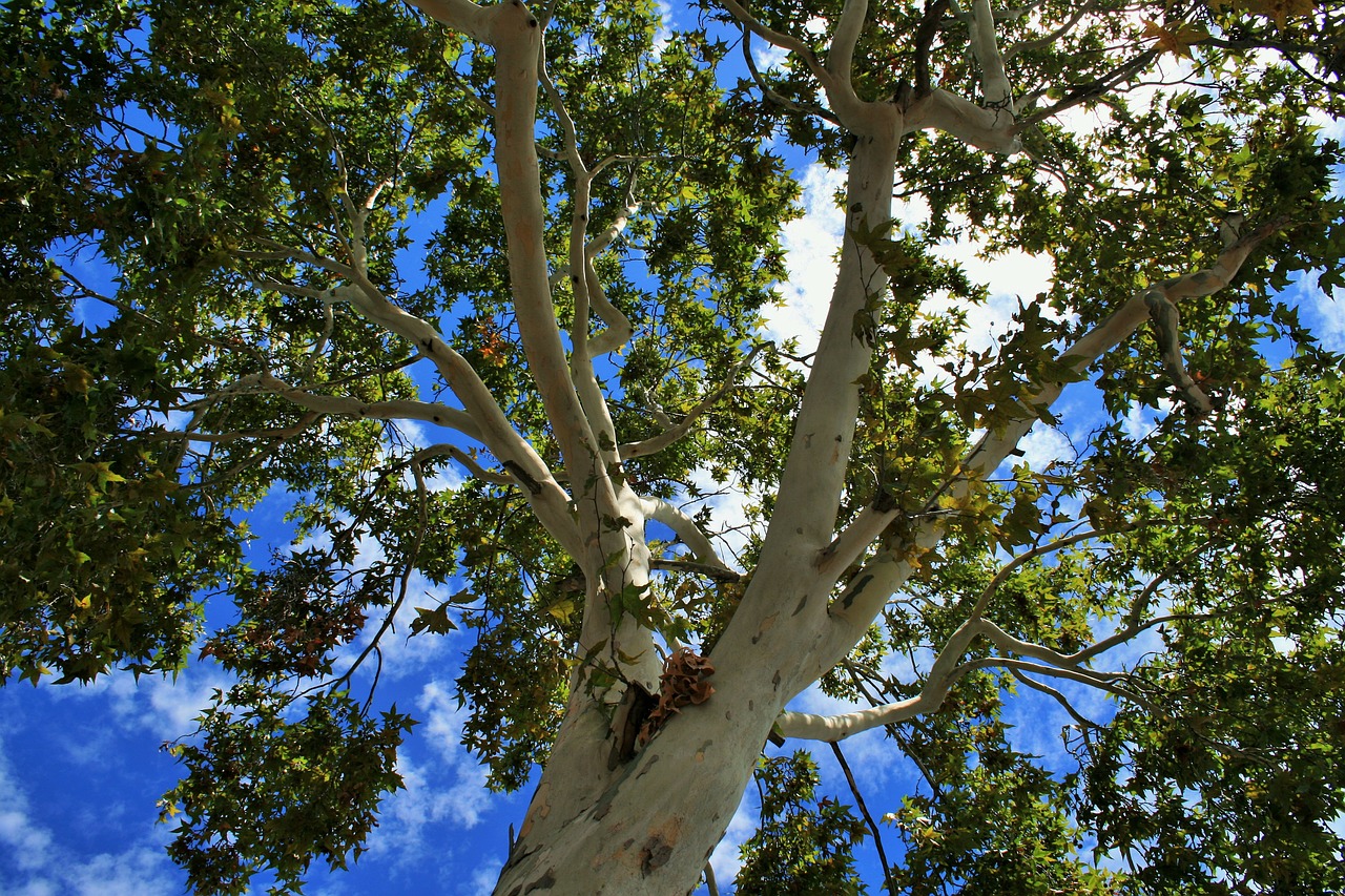 plane tree cottonwood poplar free photo