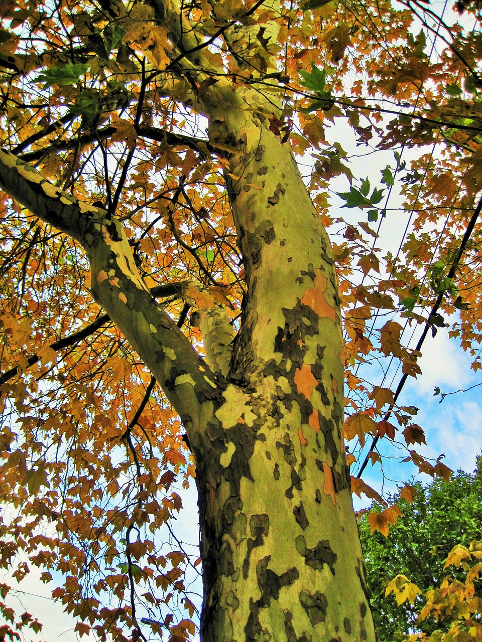 plane tree tree trunk free photo