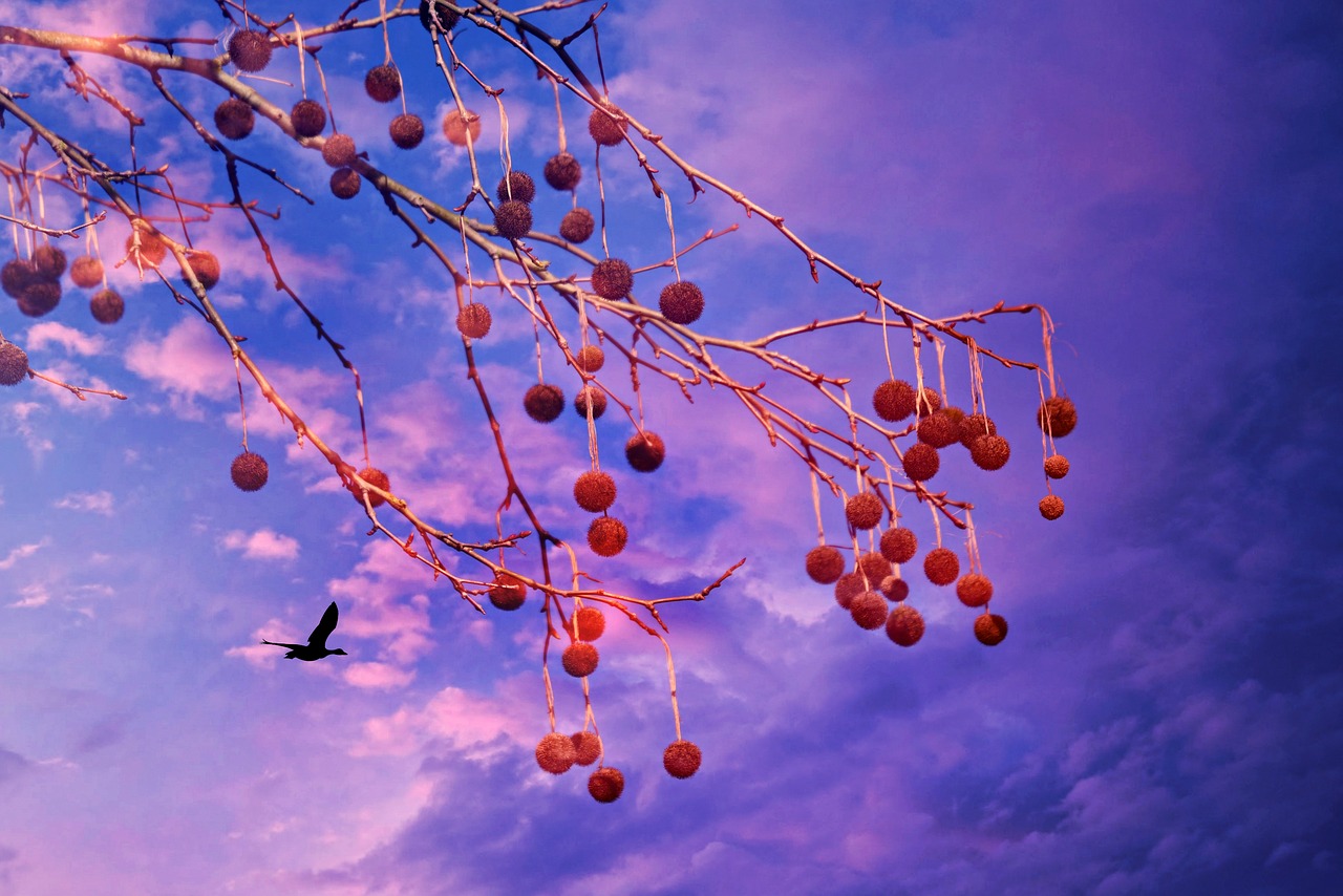 Sky fruits. Фрукты небо. Дерево плод небо.