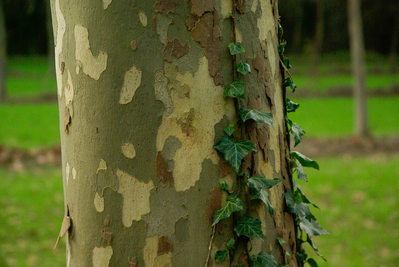 plane tree bark tree trunk free photo