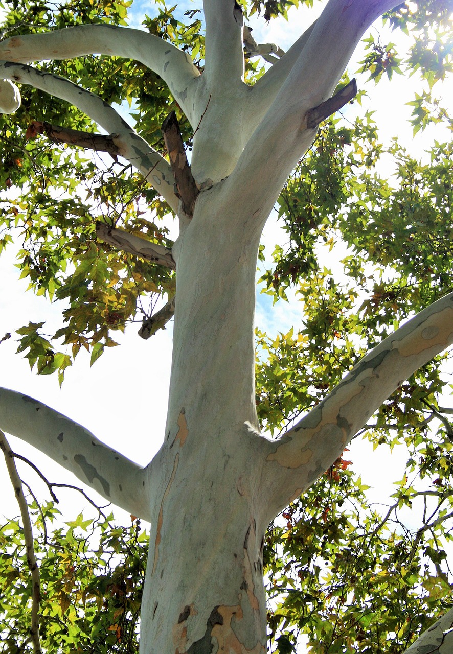 plane tree tree tall free photo