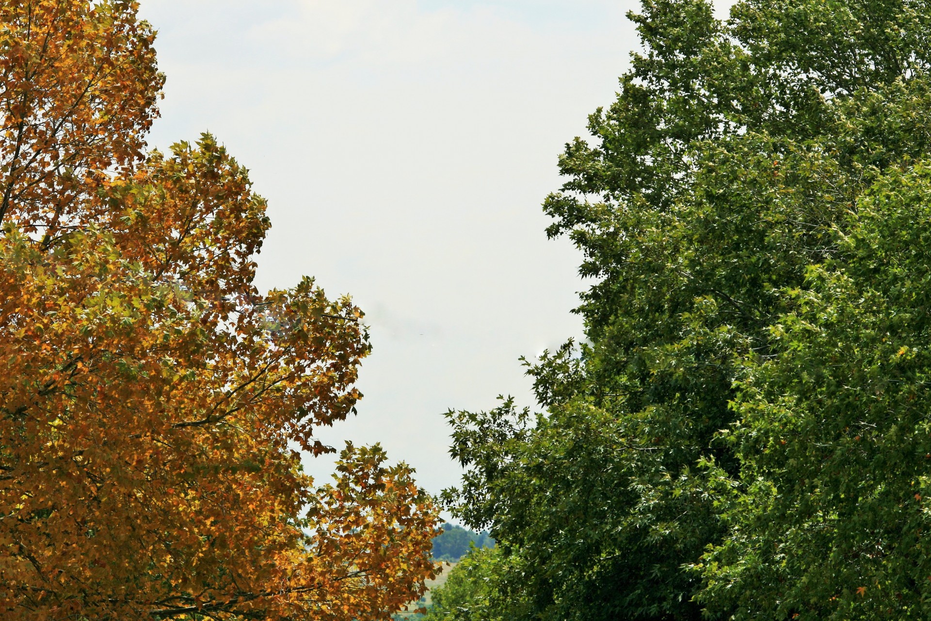 trees plane yellow free photo